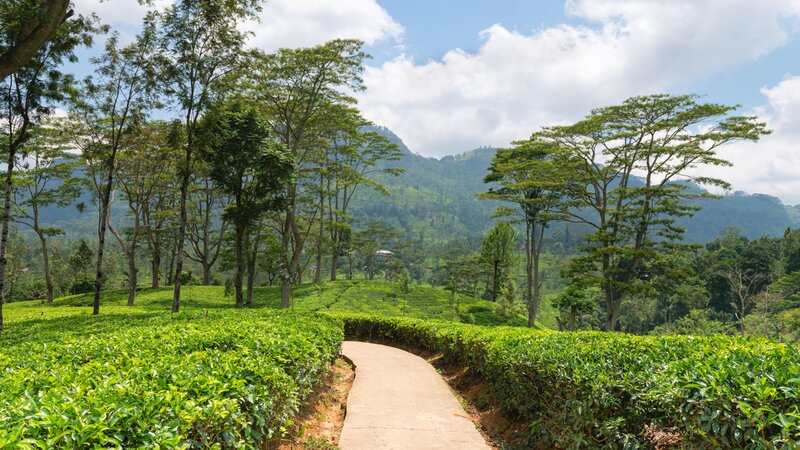 Sri Lanka-Nuwara Eliya-hoogtepunt-theeplantages1