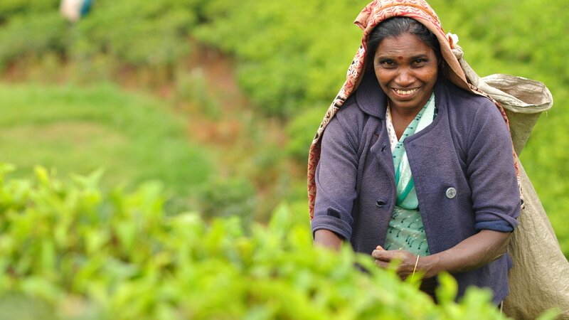 Sri Lanka-Nuwara Eliya-hoogtepunt-theeplukker