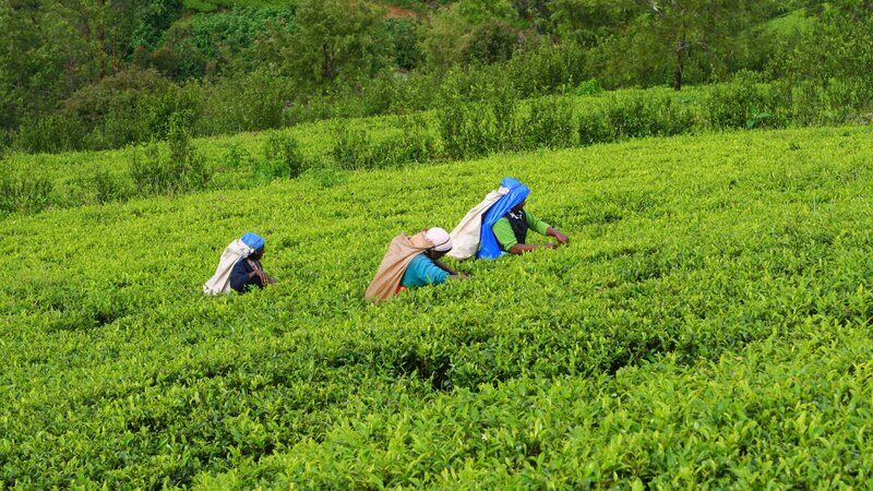 Sri Lanka-Nuwara Eliya-hoogtepunt-theeplukkers