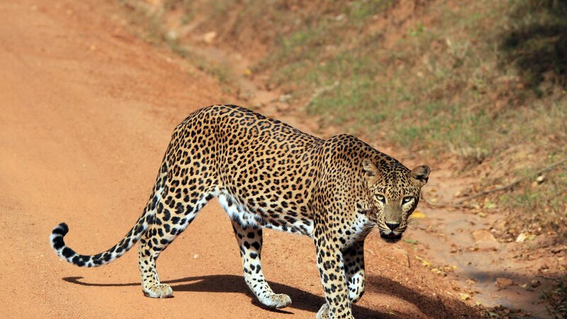 Sri Lanka-Yala-hoogtepunt-safari