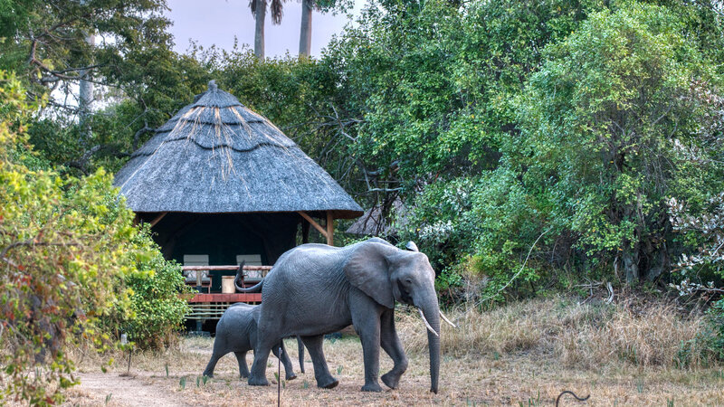 Tanzania-Katavi NP-Mbali-Mbali-Katavi-Lodge-olifant-tent