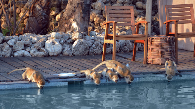 Tanzania-Lake-Manyara-Chem-Chem-Lodge-zwembad-drinkende aapjes