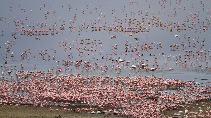 Tanzania-Lake Manyara-flamingo's