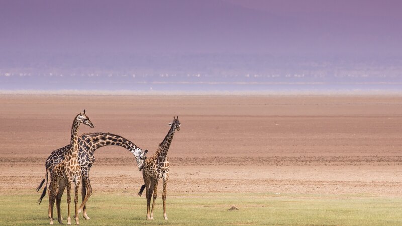 Tanzania-Lake Manyara-Giraf