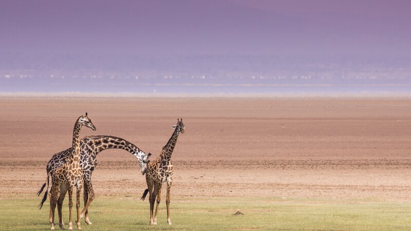 Tanzania-Lake Manyara-Giraf