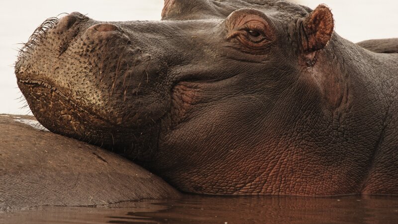 Tanzania-Lake Manyara-Hippo