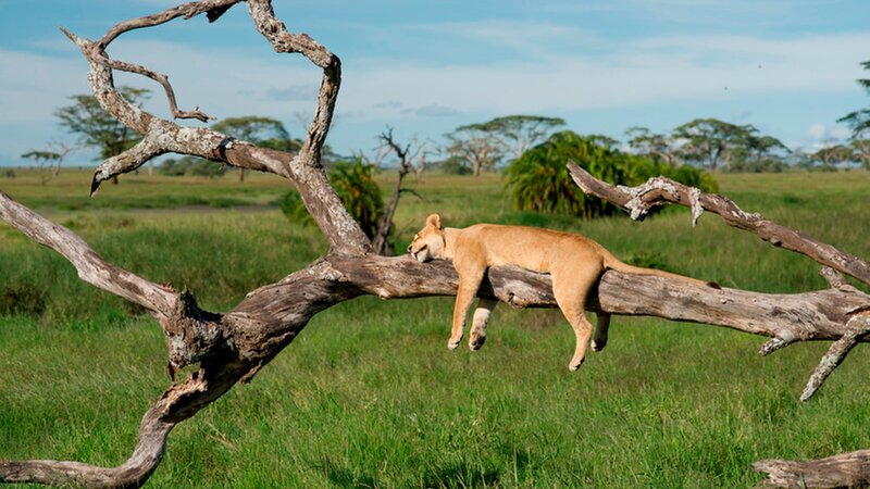 Tanzania-Lake Manyara-Leeuw in boom