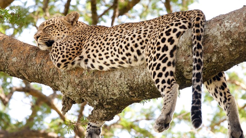 Tanzania-Lake Manyara-luipaard in boom