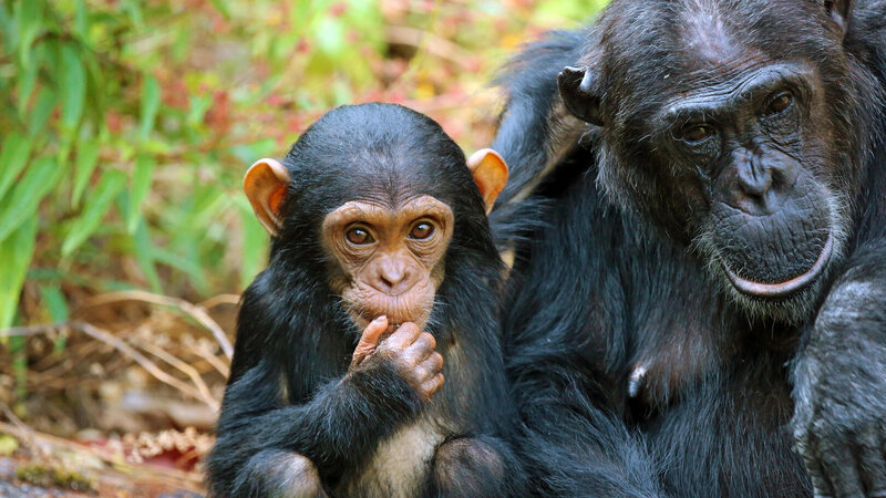 Tanzania-Mahale-Mountains-Mbali-Mbali-Mahale-Lodge-chimpansee