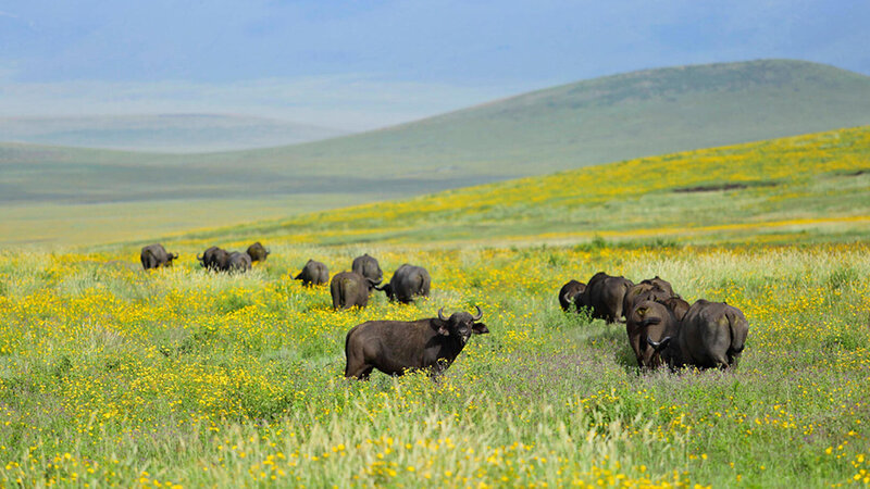 Tanzania-Ngorongo-The-Highlands-buffels-veld