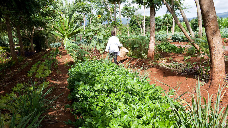 Tanzania-Ngorongoro-Farm House-groententuin