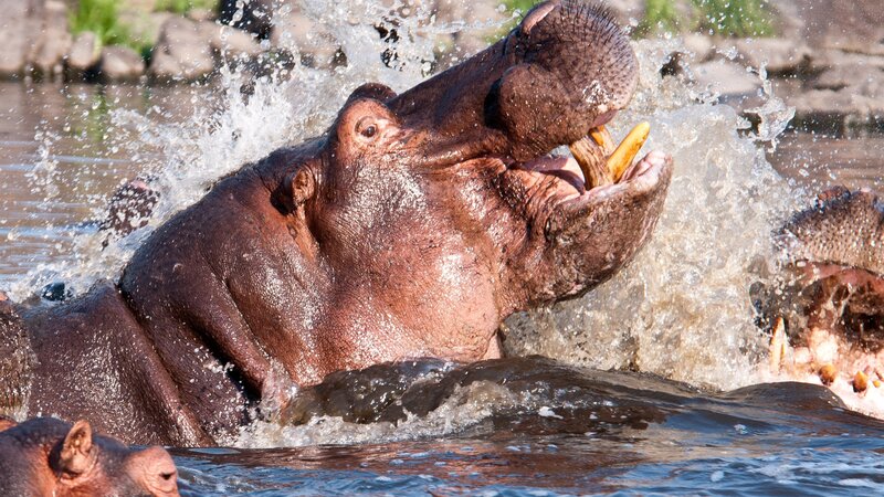 Tanzania-Ruaha NP-hippo