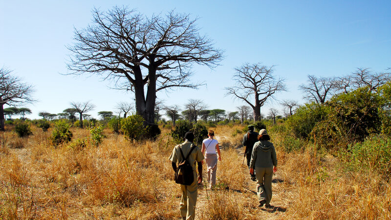 Tanzania-Ruaha NP-Mwagusi Camp-walking safari