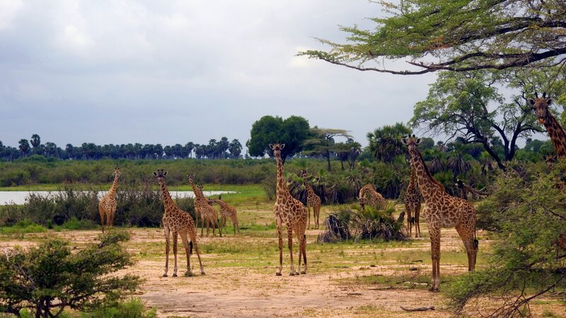 Tanzania-Selous-Giraf
