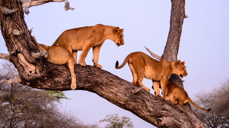 Tanzania-Selous-leeuwen