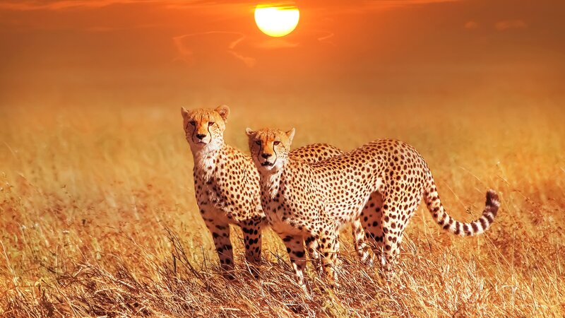 Tanzania-Serengeti-Cheetah