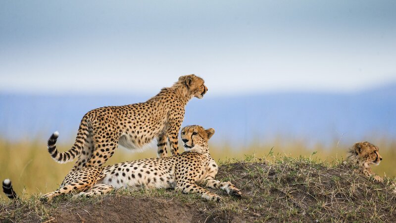 Tanzania-Serengeti-Cheetah2