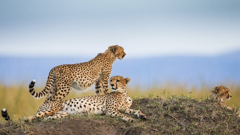 Tanzania-Serengeti-Cheetah2