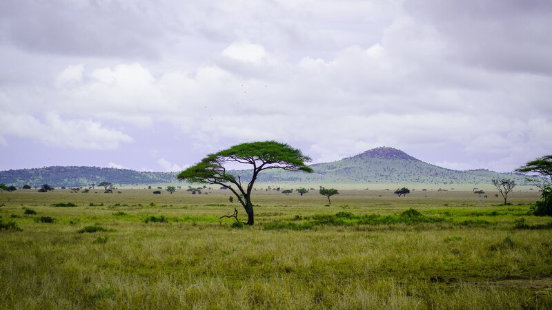 Tanzania-Serengeti-landschap