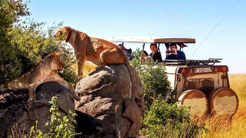 Tanzania-Serengeti-leeuwen