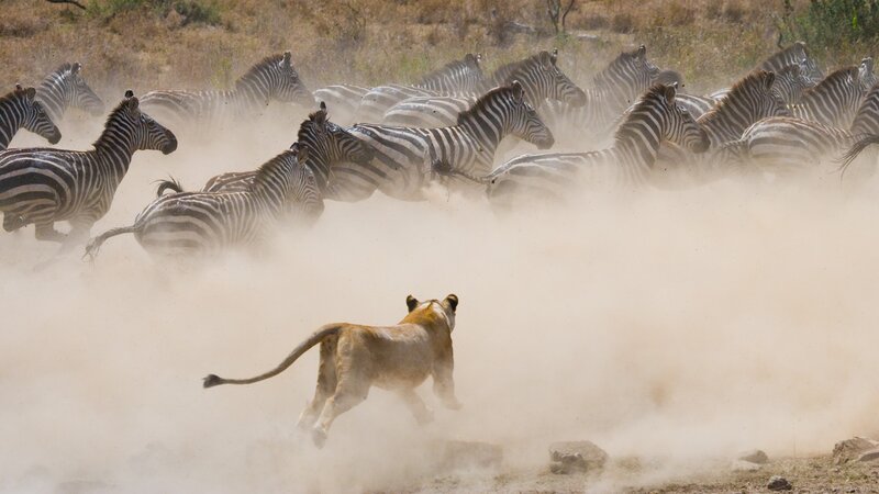 Tanzania-Serengeti-migratie