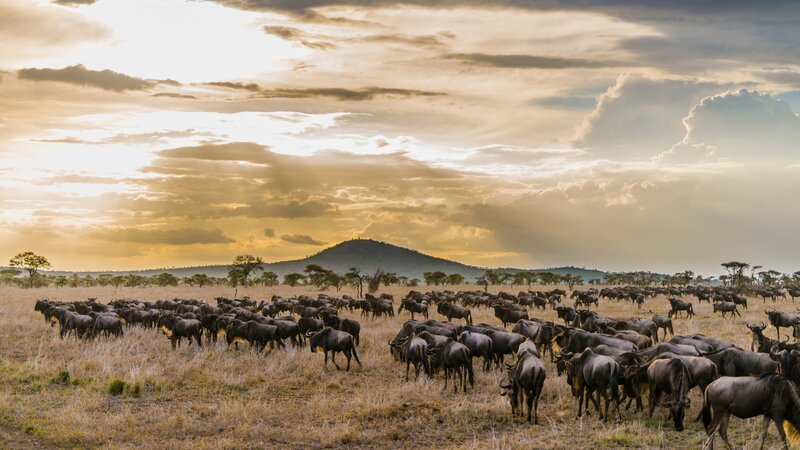 Tanzania-Serengeti-Migratie wildebeest