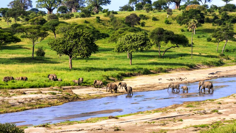 Tanzania-Serengeti-olifanten steken over