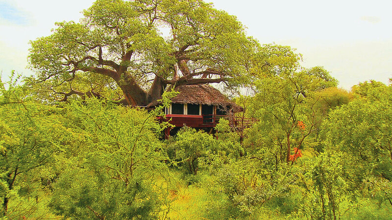 Tanzania-Tarangire-Elewana-Tarangire-Treetops (10)