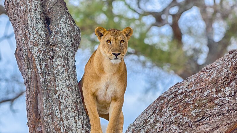Tanzania-Tarangire NP-leeuw in boom