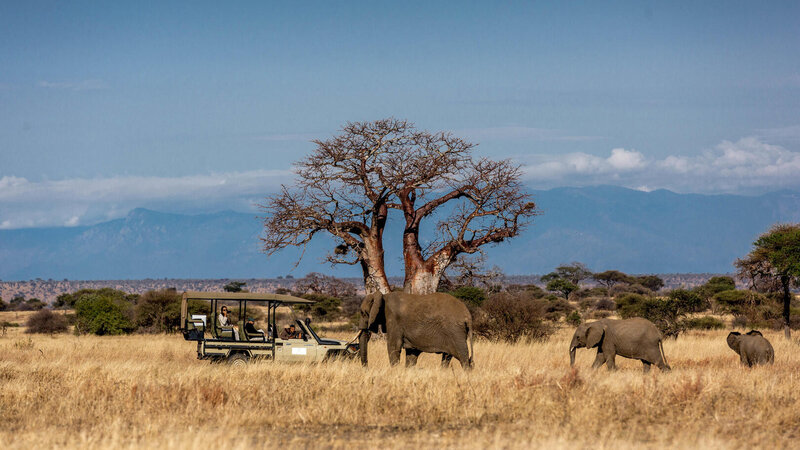 Tanzania-Tarangire-NP-Nimali-Tarangire-game-drive