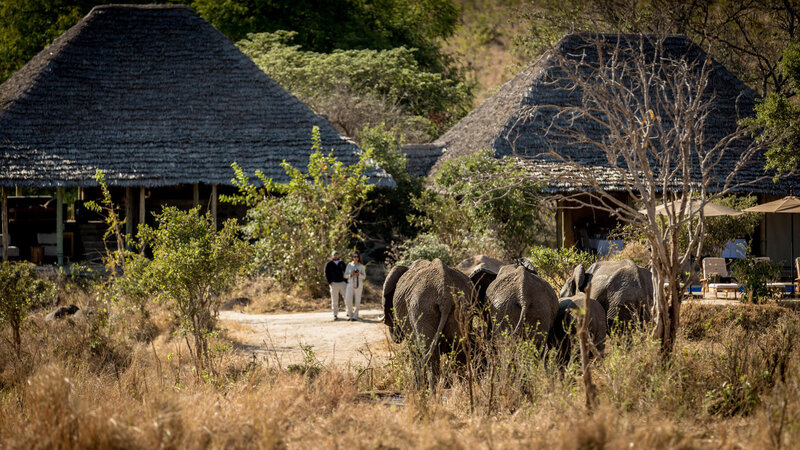 Tanzania-Tarangire-NP-Nimali-Tarangire-waterput-olifanten