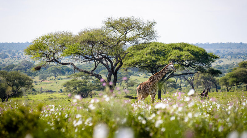 Tanzania-Tarangire-NP-Sanctuary-Swala-Camp-safari-giraf