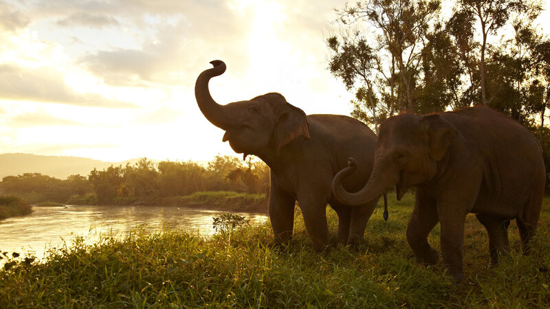 Thailand - Chiang Rai - Anantara Golden Triangle Elephant Camp & Resort (5)