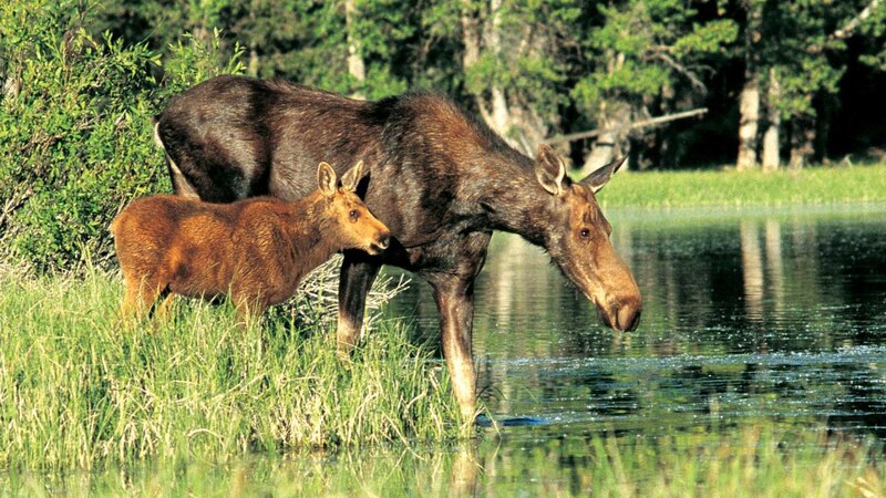 USA-algemeen-Grand-Teton-National-Park-3