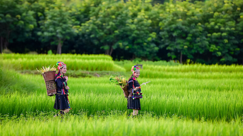 Vietnam-algemeen-stammen