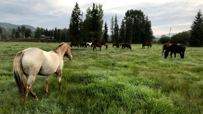 West-Canada-Clearwater-Wells-Gray-Guest-Ranch-paarden