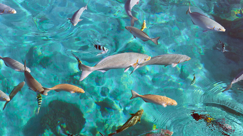 West-Sumbawa-Amanwana-marine-fish-header