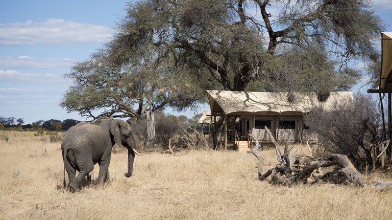 Zimbabwe-Hwangwe-National-Park-Somalisa-Expeditions-wildlife3