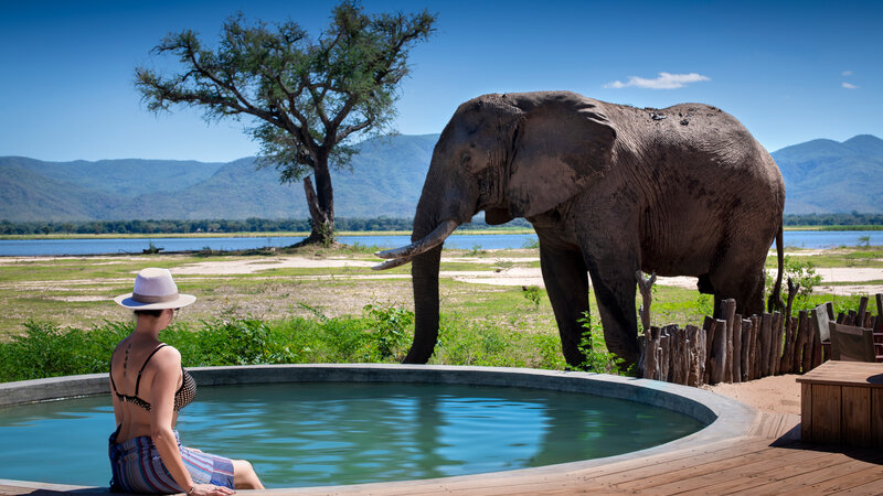 Zimbabwe-Mana Pools National Park-Nyamatusi-olifant-vrouw-plunge-pool