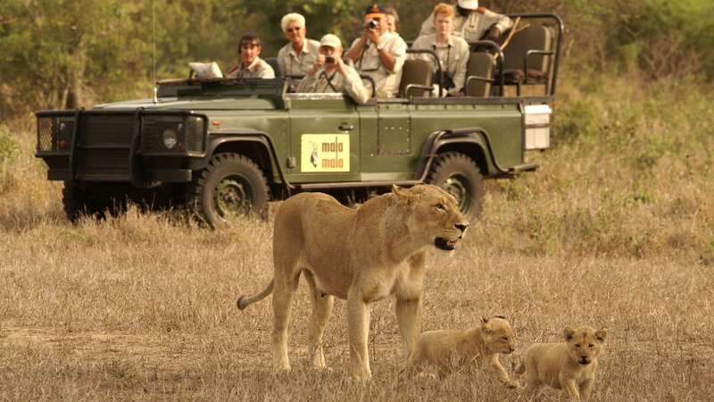 Zuid-Afrika-algemeen-game drive2