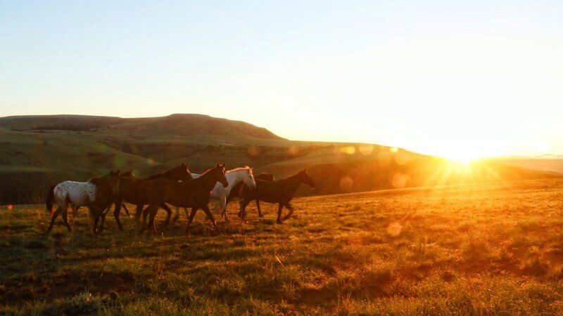 Zuid-Afrika-Drakensbergen-Montusi-Mountain-Lodge-paarden