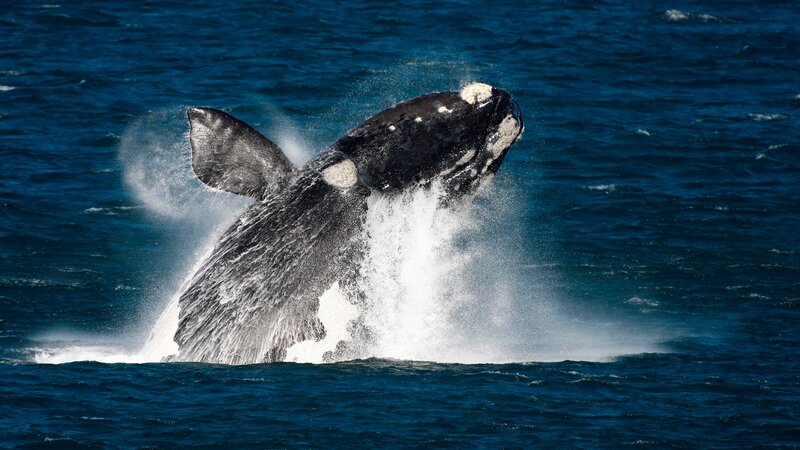 Zuid-Afrika-Hermanus-hoogtepunt-walvis