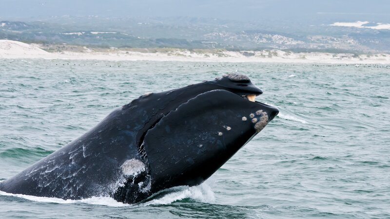 Zuid-Afrika-Hermanus-hoogtepunt-walvis1