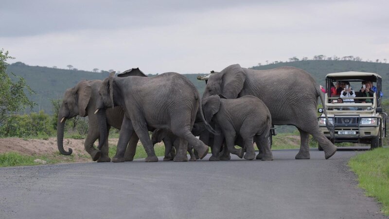 Zuid-Afrika-Hluhluwe-iMfolozi-rhino-ridge-safari-lodge-gamedrive-olifant