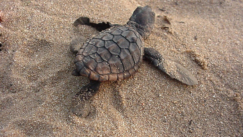 Zuid-Afrika-iSimangaliso-Wetland-thonga-beach-lodge-schildpad