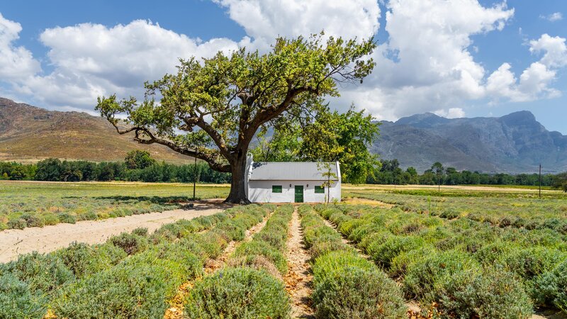 Zuid-Afrika-Kaapse-Wijnlanden-streek-7