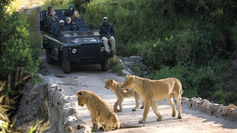 Zuid-Afrika-Kruger-Regio-Sabi-Sands-Lion-Sands-River-Lodge-safari-leeuwen