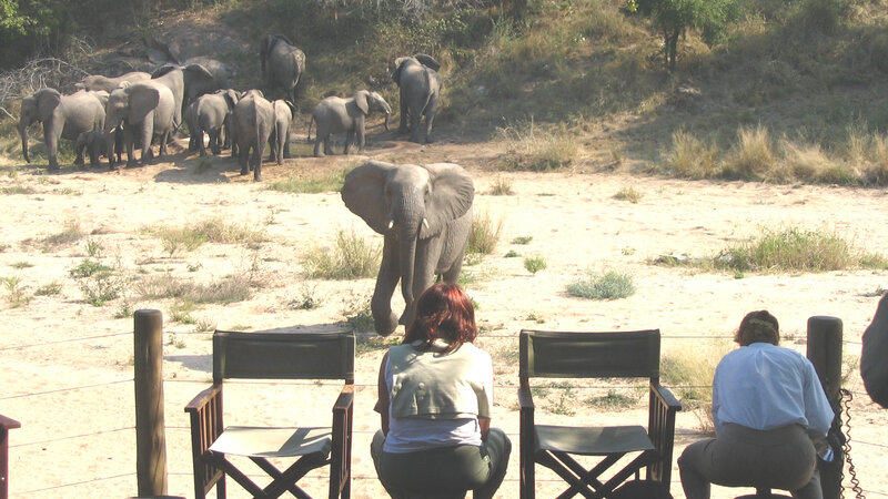 Zuid-Afrika-Kruger-Rhino-Post-Safari-Lodge-olifanten