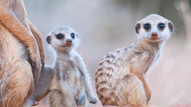 Zuid-Afrika-Tswalu-Kalahari-streek-hotel-Motse-wetu-16