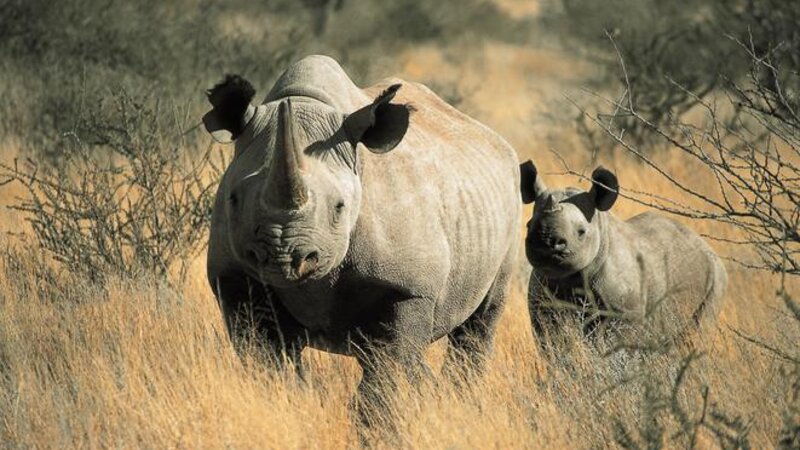 Zuid-Afrika-Tswalu-Kalahari-streek-wetu-3